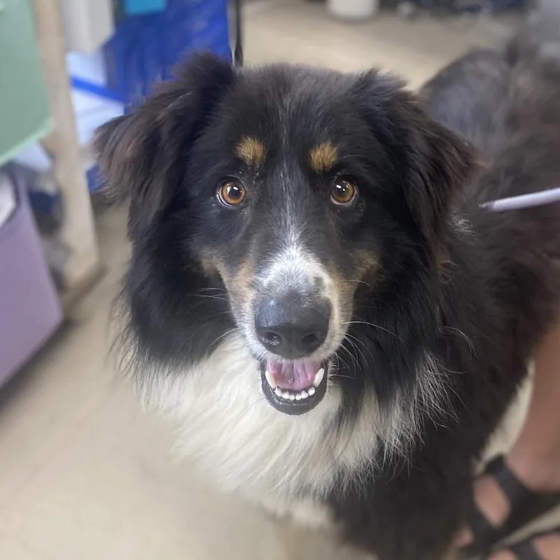 An adult medium-sized male Black Collie dog named Heath for adoption in Caryville, TN