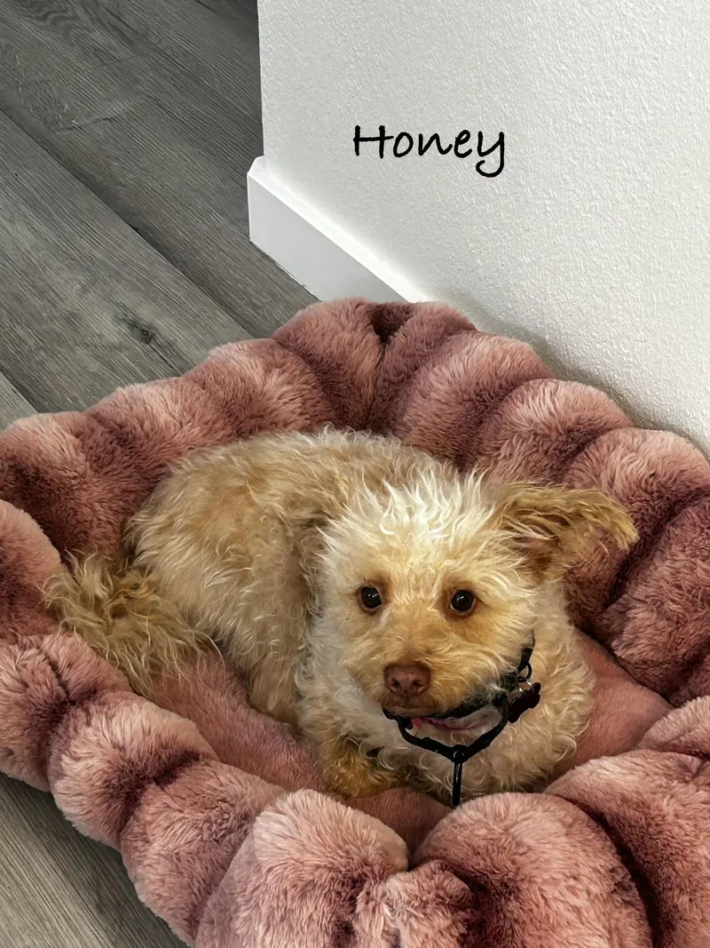 Honey