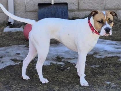 A young medium-sized female Mixed Breed dog named Scarlett for adoption in Traverse City, MI