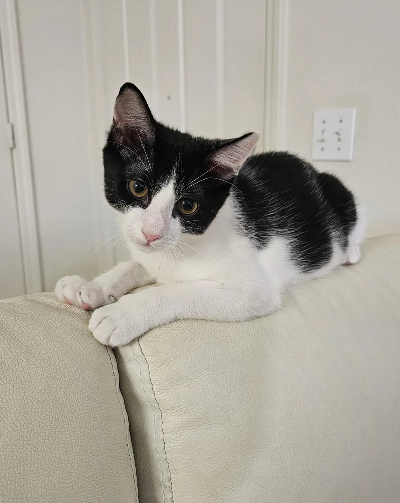 A baby medium-sized female Domestic Short Hair cat named Tortellini for adoption in Davis, CA