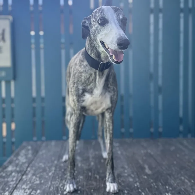 An adult medium-sized male Brindle Whippet dog named Dasher for adoption in Pacific Grove, CA