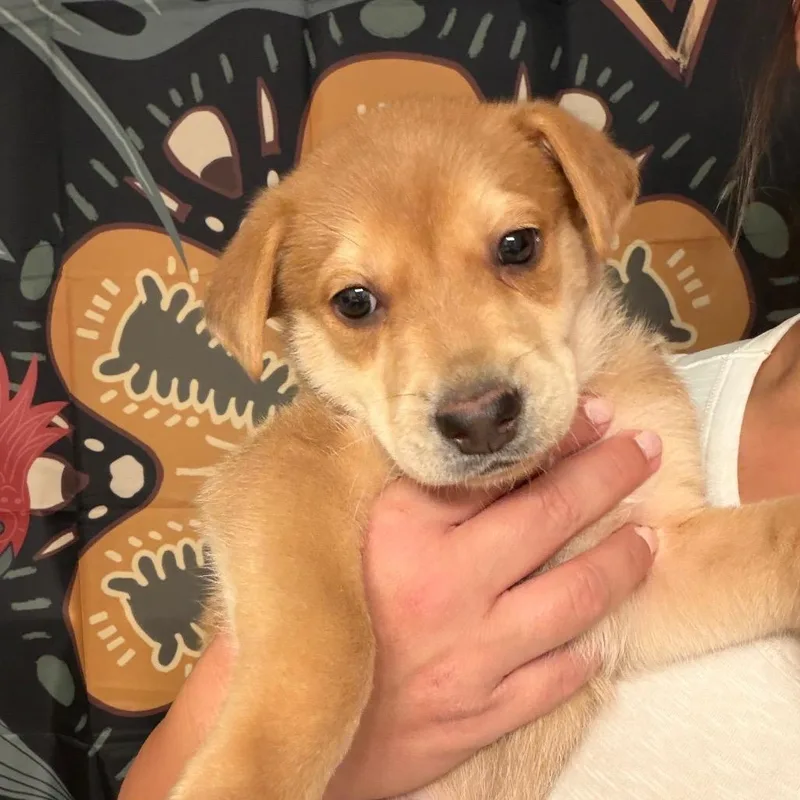A baby medium-sized male Yellow / Tan / Blond / Fawn Shepherd dog named Boo Boo for adoption in Sacramento, CA