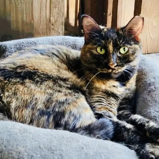 An adult medium-sized female Tortoiseshell Domestic Short Hair cat named Mocha for adoption in Fort Worth, TX