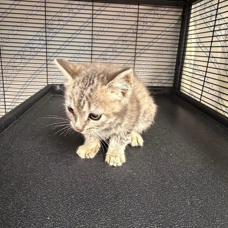 A baby small-sized female Brown / Chocolate Domestic Short Hair cat named Pen for adoption in Binghamton, NY