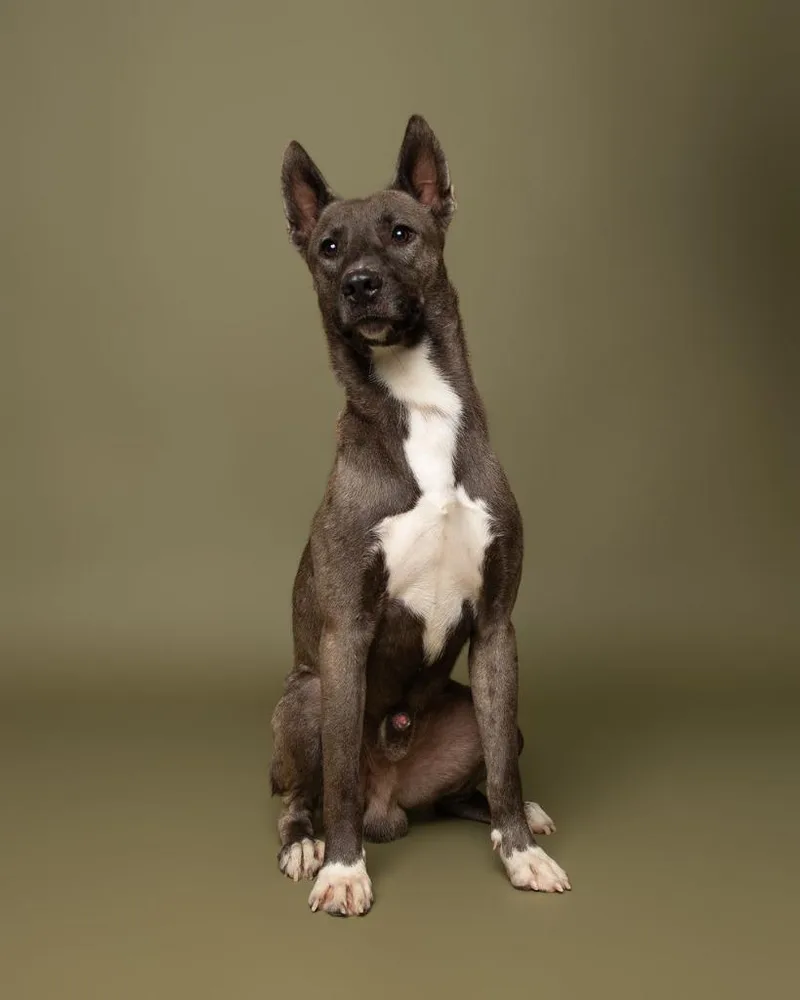 A young medium-sized male American Staffordshire Terrier dog named Odin for adoption in Rockport, TX