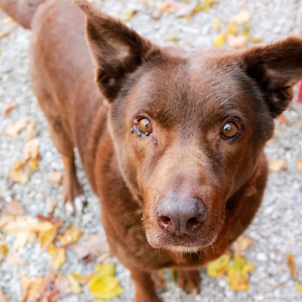 A senior large-sized male Brown / Chocolate Chocolate Labrador Retriever dog named Bart for adoption in Ona, WV