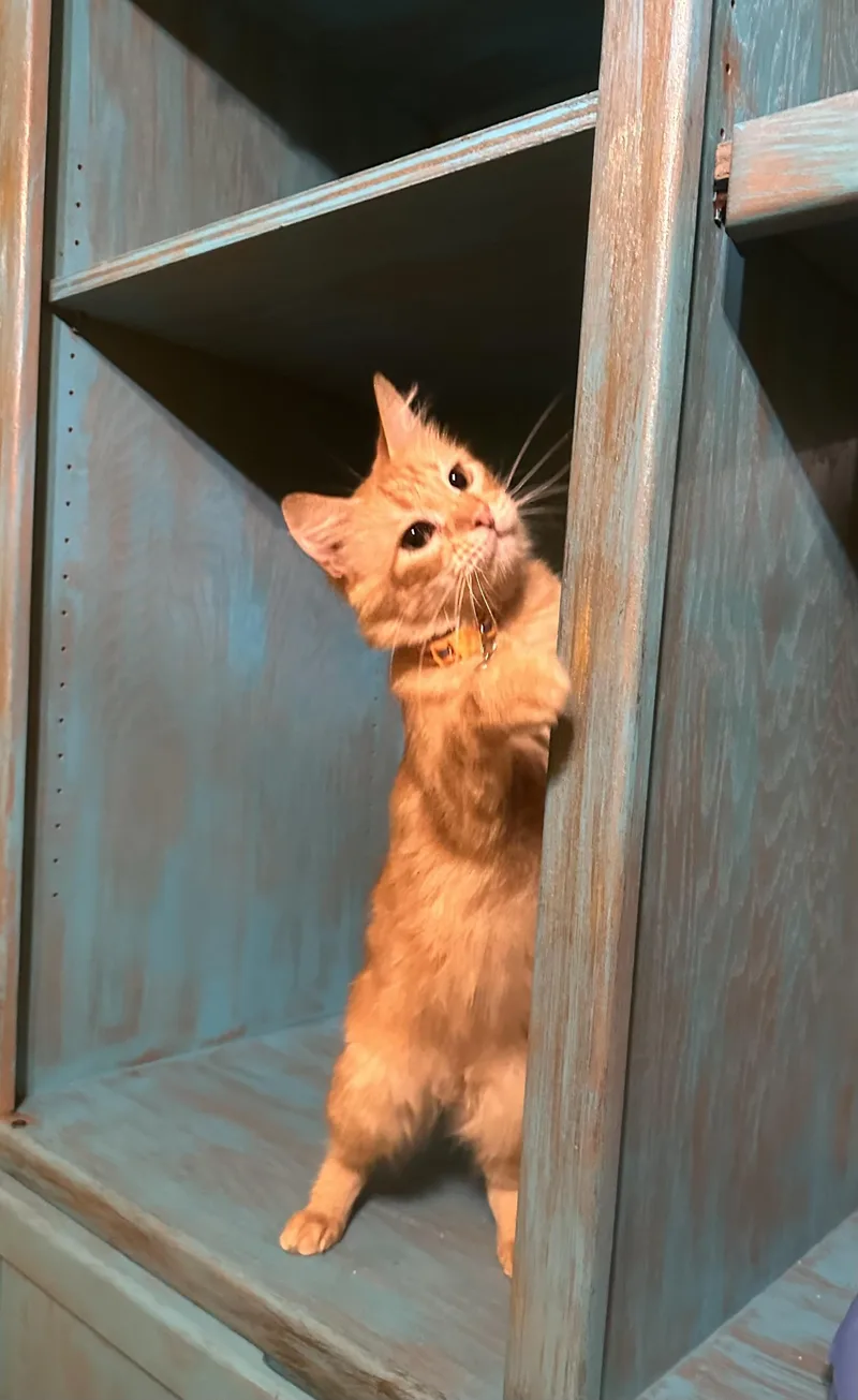 An adult medium-sized male Tabby (Orange / Red) Tabby cat named Linus for adoption in Dickinson, TX