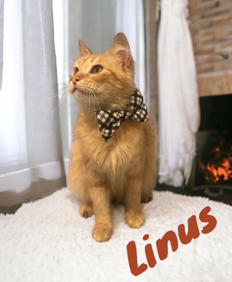 Linus thumbnail 2