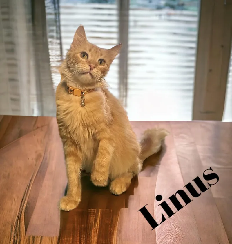 Linus thumbnail 3