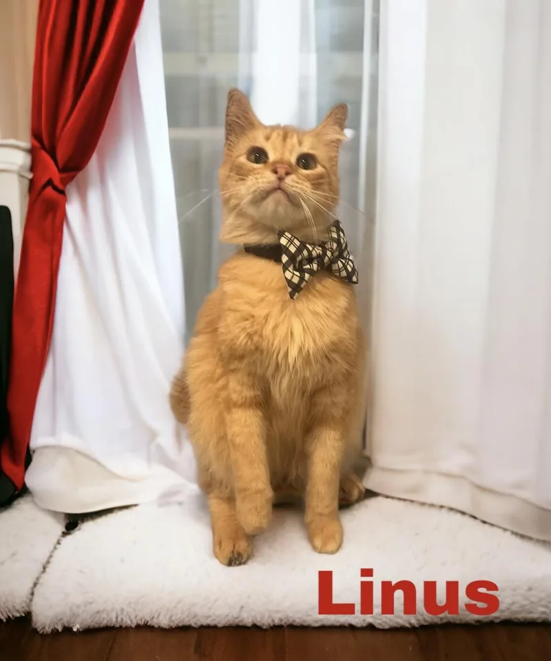 Linus thumbnail 4