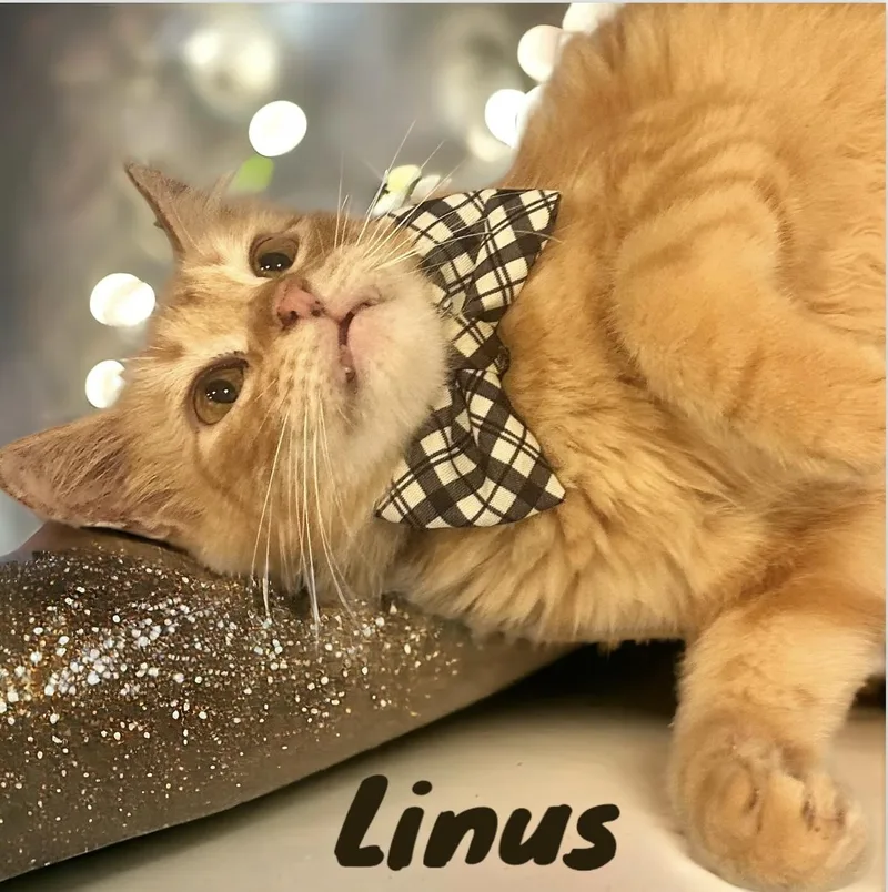 Linus thumbnail 5