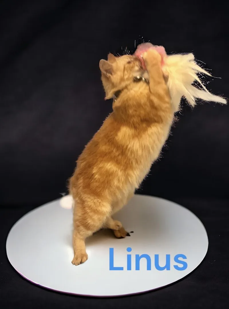 Linus thumbnail 6
