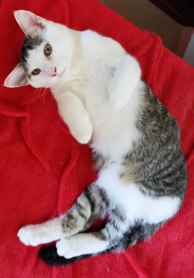 A baby small-sized male Tabby (Brown / Chocolate) Domestic Short Hair cat named Pringle for adoption in Orange, CA