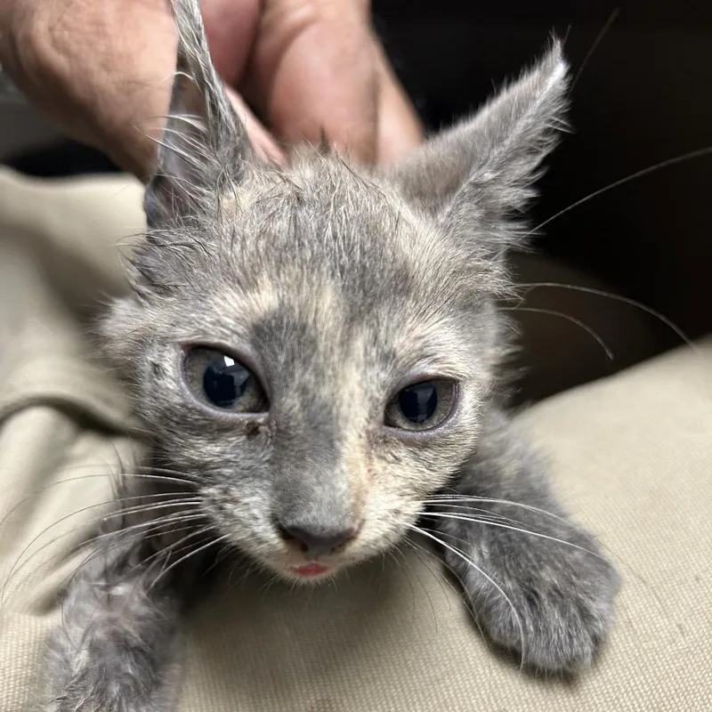 A baby small-sized female Gray / Blue / Silver American Shorthair cat named Andy for adoption in Lufkin, TX