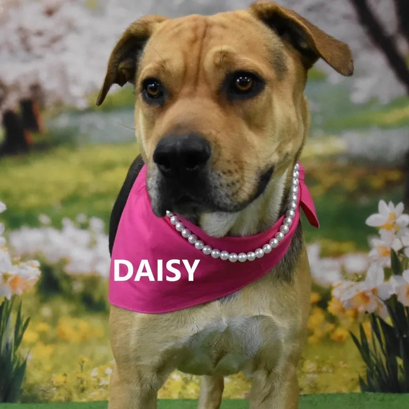 Daisy