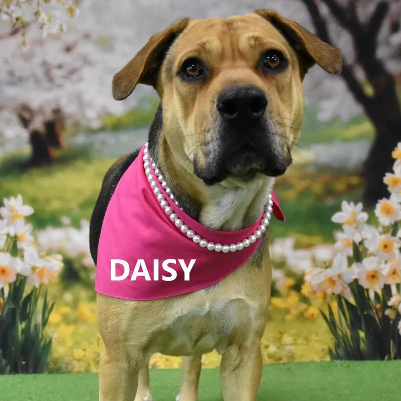 Daisy thumbnail 2