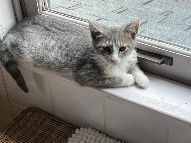 A baby medium-sized female Gray & White Tabby cat named Arabis  a fun for adoption in Lemoyne, PA