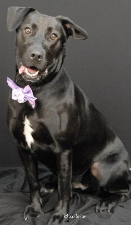A young large-sized female Black Labrador Retriever dog named Brandy for adoption in Newland, NC
