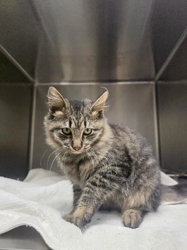 A young medium-sized male Tabby (Tiger Striped) Domestic Medium Hair cat named Terry for adoption in Bluffton, IN