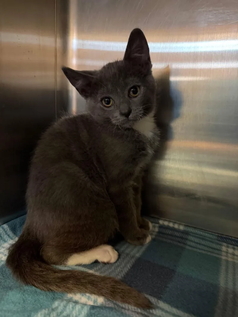 A baby medium-sized female Gray & White Domestic Short Hair cat named Hippo for adoption in Sterling Heights, MI