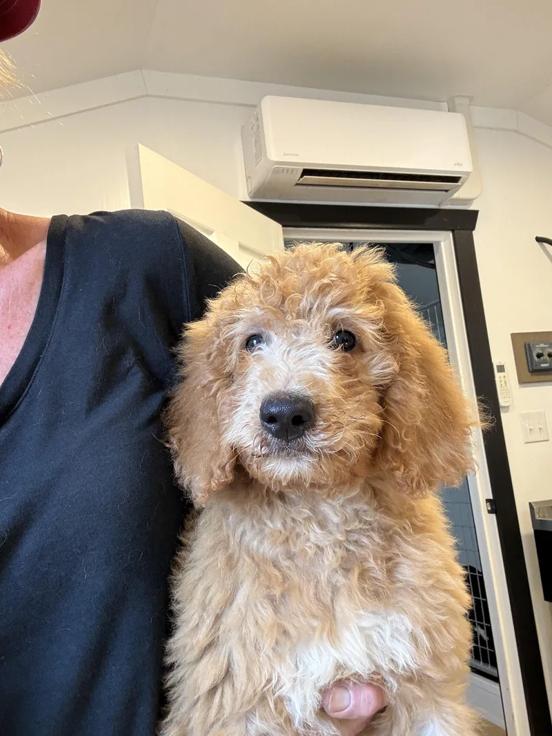A baby medium-sized male Cockapoo dog named Meatball for adoption in Havertown, PA