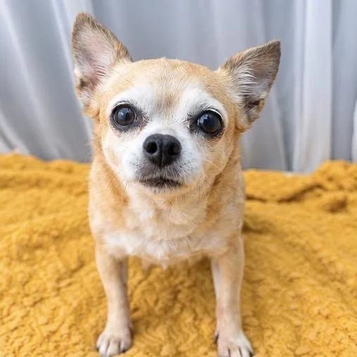 A senior small-sized female Yellow / Tan / Blond / Fawn Chihuahua dog named Habibi for adoption in Foley, AL