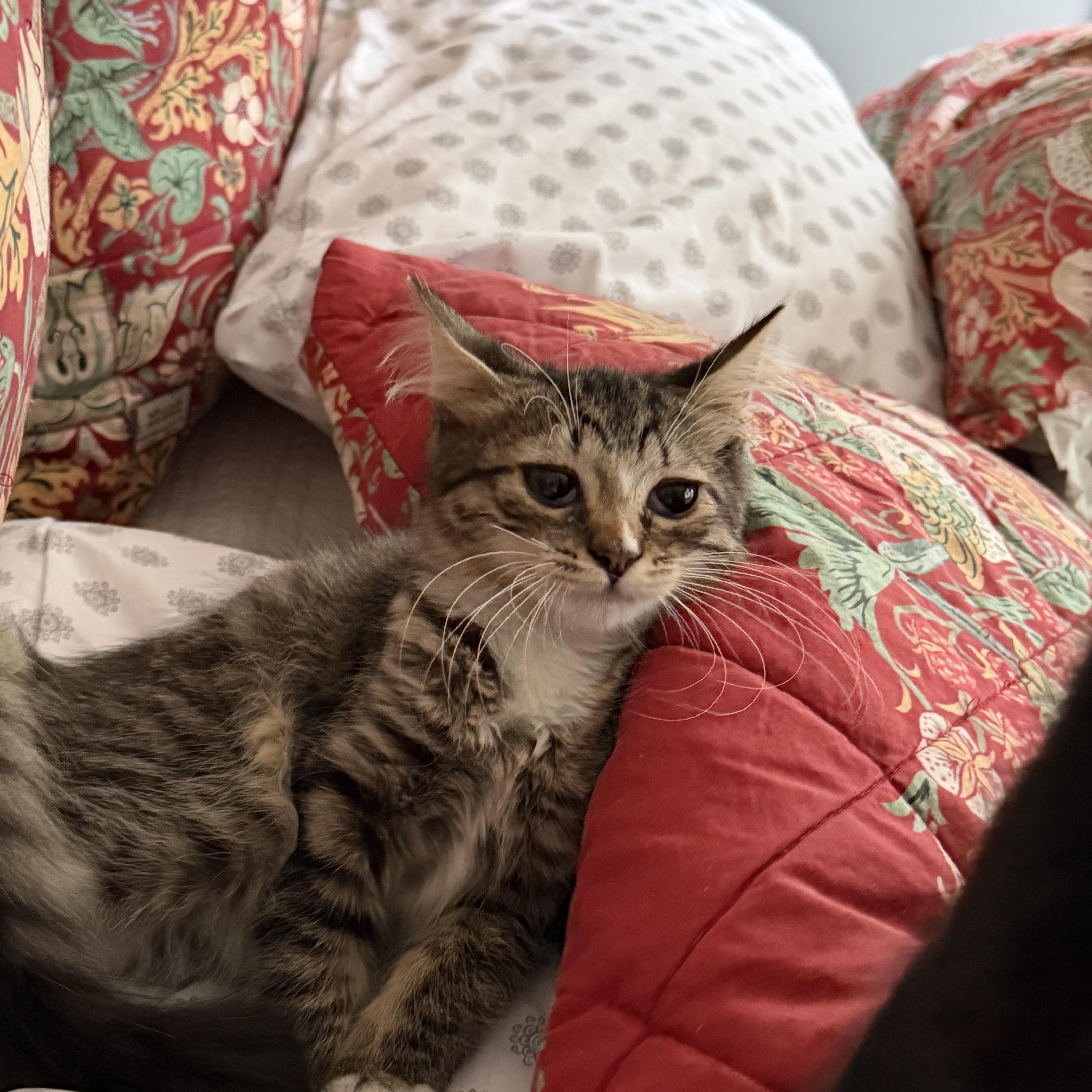 Cleo