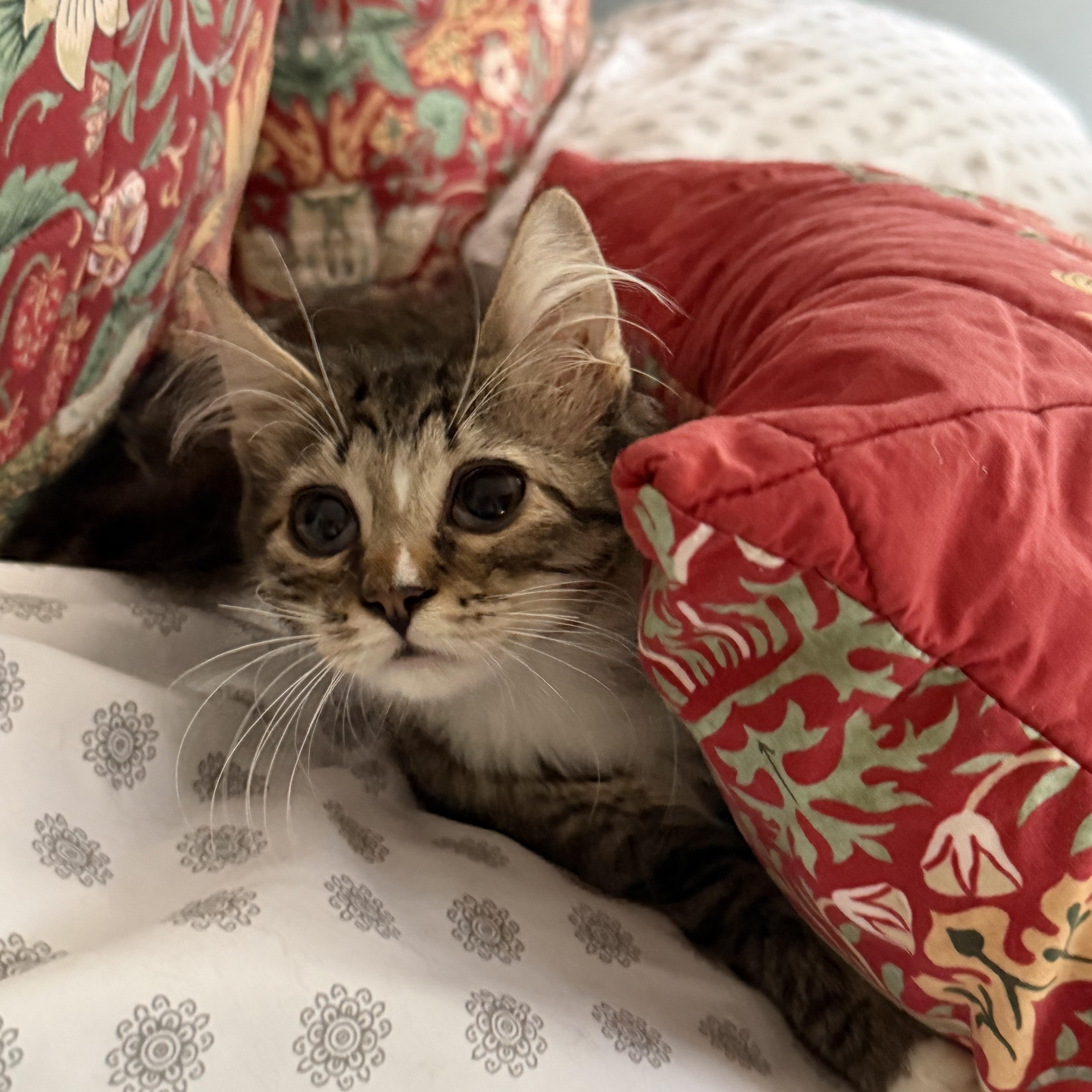 Cleo thumbnail 4