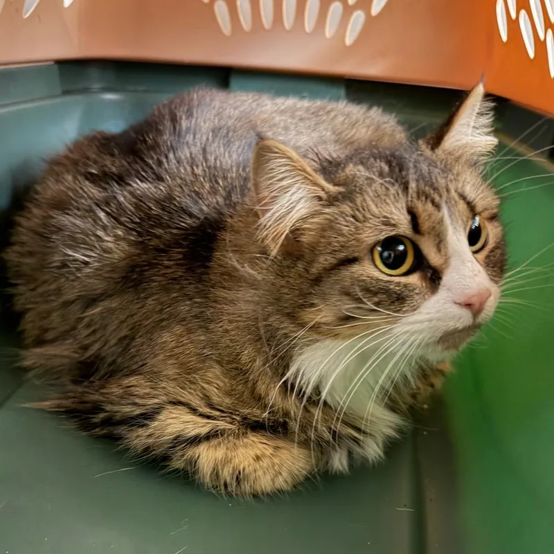 An adult medium-sized female Brown / Chocolate Domestic Long Hair cat named Showmance for adoption in Charlottesville, VA