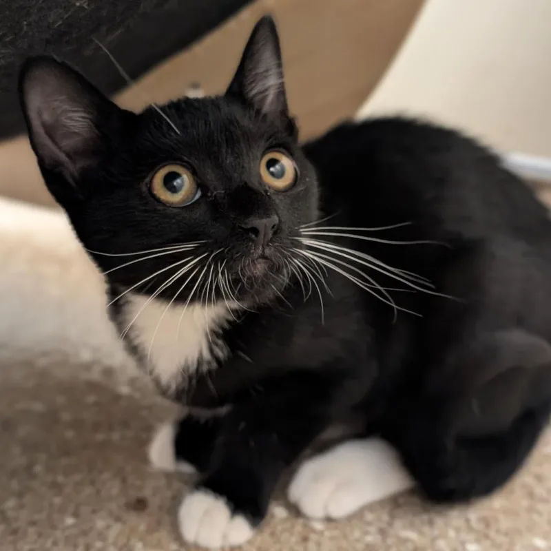 A baby small-sized female Black Domestic Short Hair cat named Thunderball for adoption in Sonoma, CA