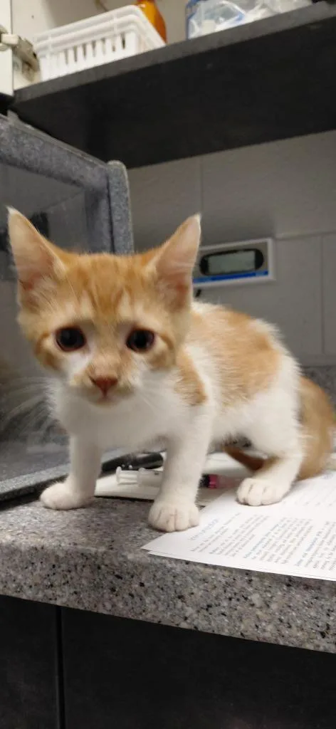 A baby small-sized female Domestic Short Hair cat named Ruby for adoption in Henderson, NC