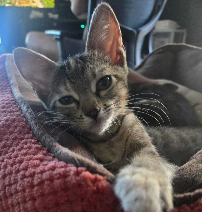A baby medium-sized female Tortoiseshell cat named Blazelet for adoption in Seal Beach, CA