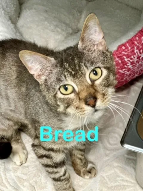 An adult medium-sized male Domestic Short Hair cat named Breadbrett for adoption in New Bern, NC