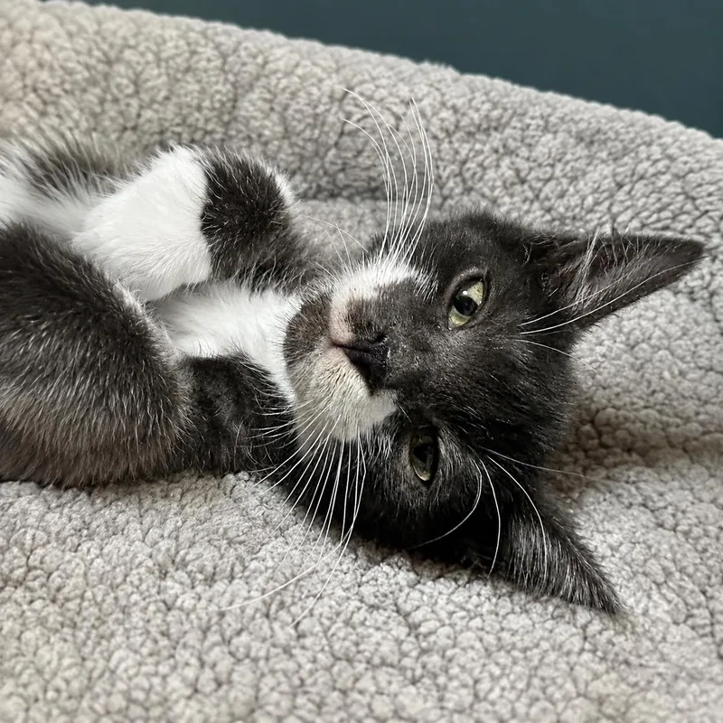 A baby medium-sized male Black & White / Tuxedo Domestic Medium Hair cat named Crumpet for adoption in Pontiac, MI