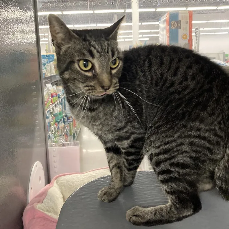 Sketchers thumbnail 2