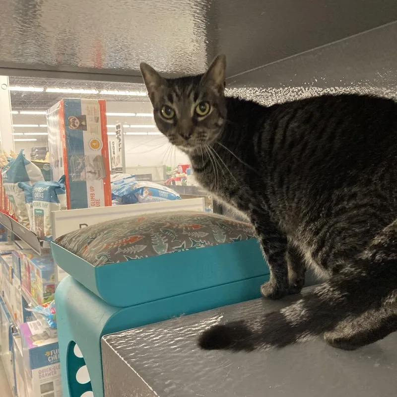 Sketchers thumbnail 3