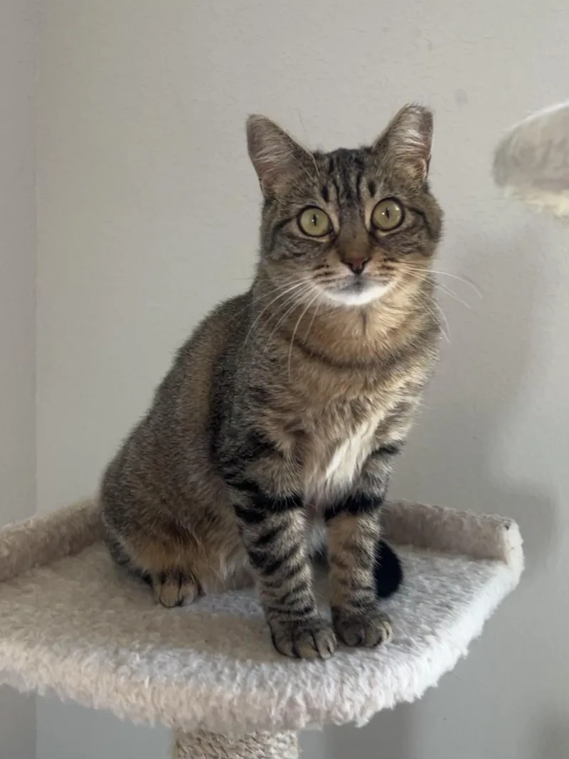 A young medium-sized female Tabby (Buff / Tan / Fawn) Domestic Short Hair cat named Angelica for adoption in Houston, TX