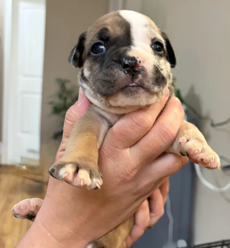 A baby medium-sized male English Bulldog dog named Esmond for adoption in Corona, CA