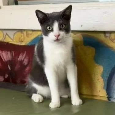 A young medium-sized male Gray / Blue / Silver Domestic Short Hair cat named Pepper for adoption in Laredo, TX