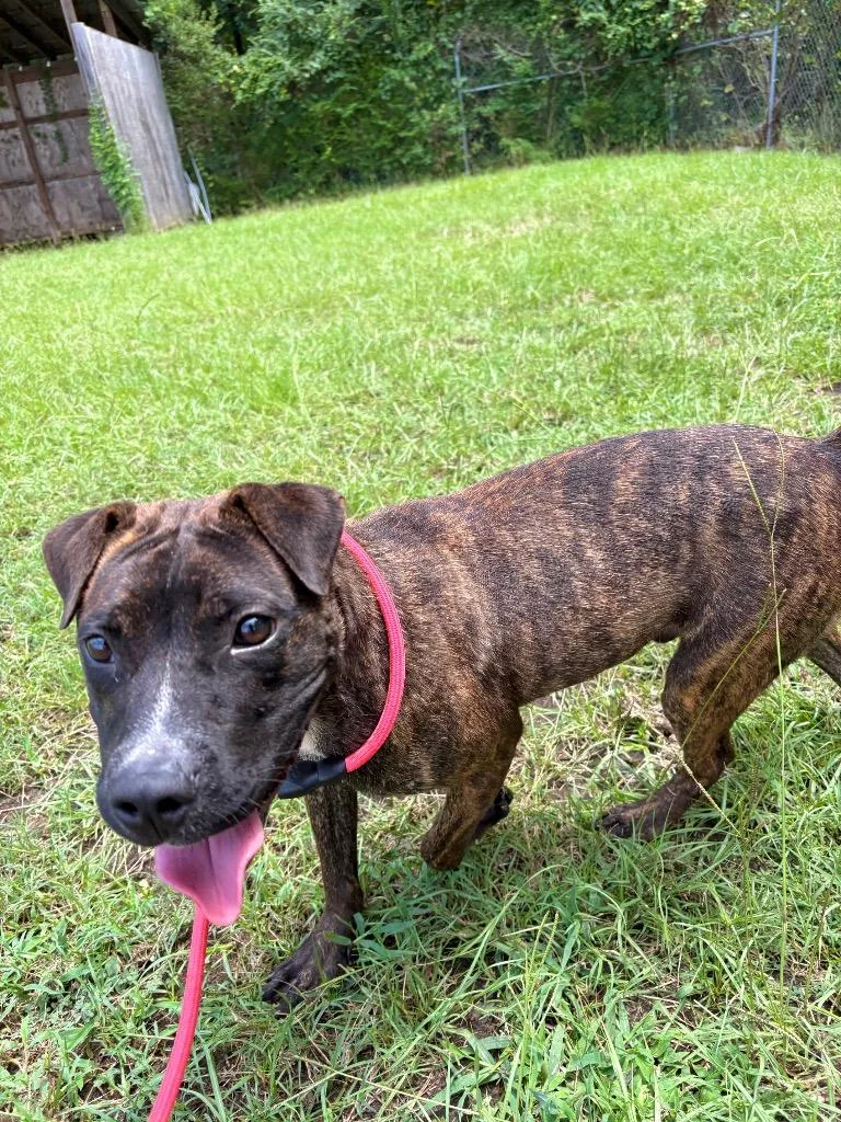 A young medium-sized male Brindle Pit Bull Terrier dog named Omar for adoption in Winnsboro, SC