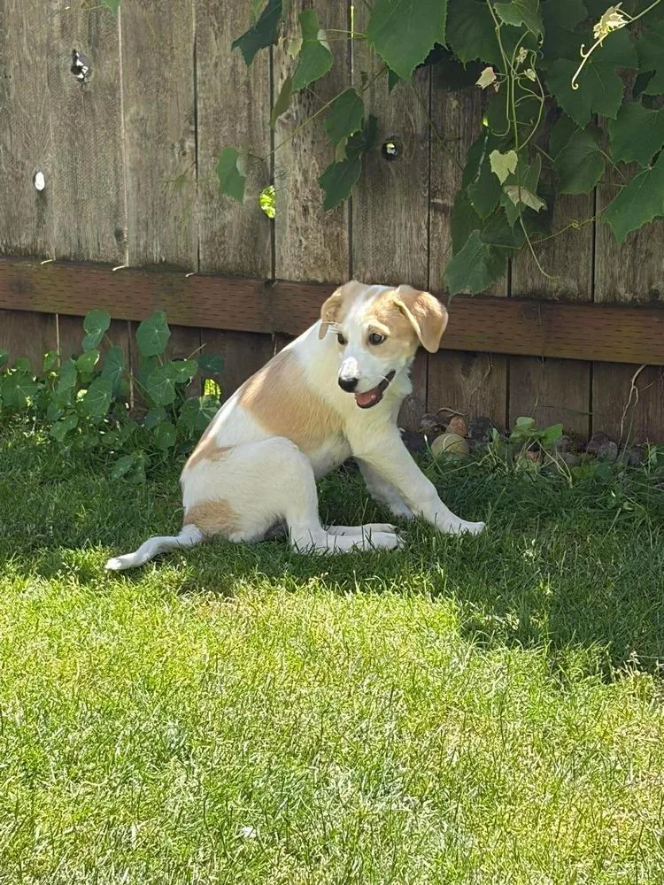 A baby large-sized female Labrador Retriever dog named Bonfire for adoption in Vancouver, WA