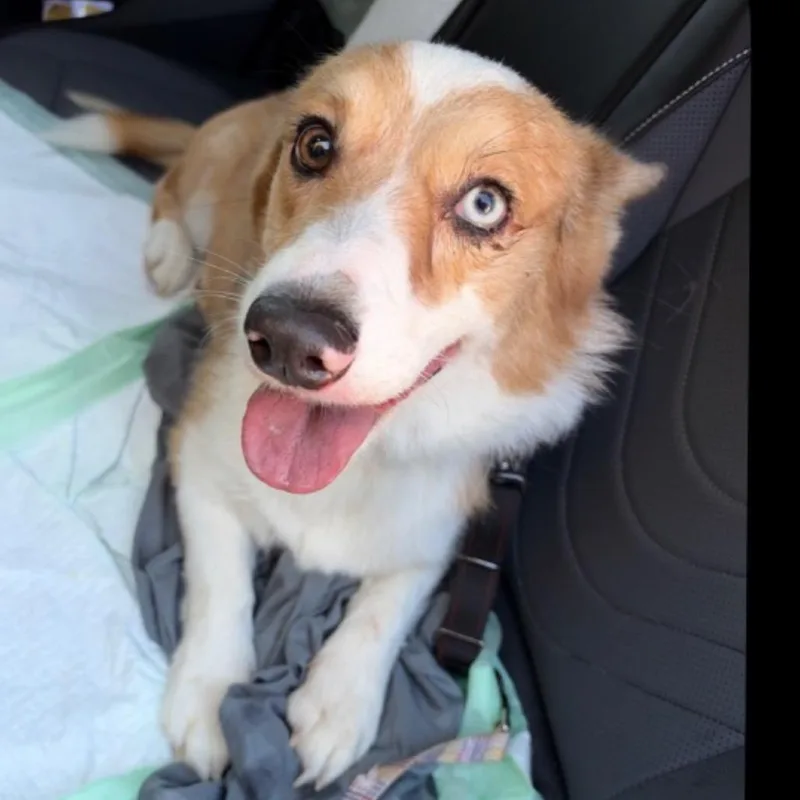 An adult small-sized male White / Cream Cardigan Welsh Corgi dog named Lil B for adoption in Baton Rouge, LA
