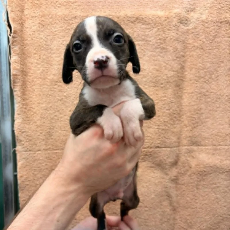A baby medium-sized male Brindle Pit Bull Terrier dog named Tucker for adoption in Schenectady, NY