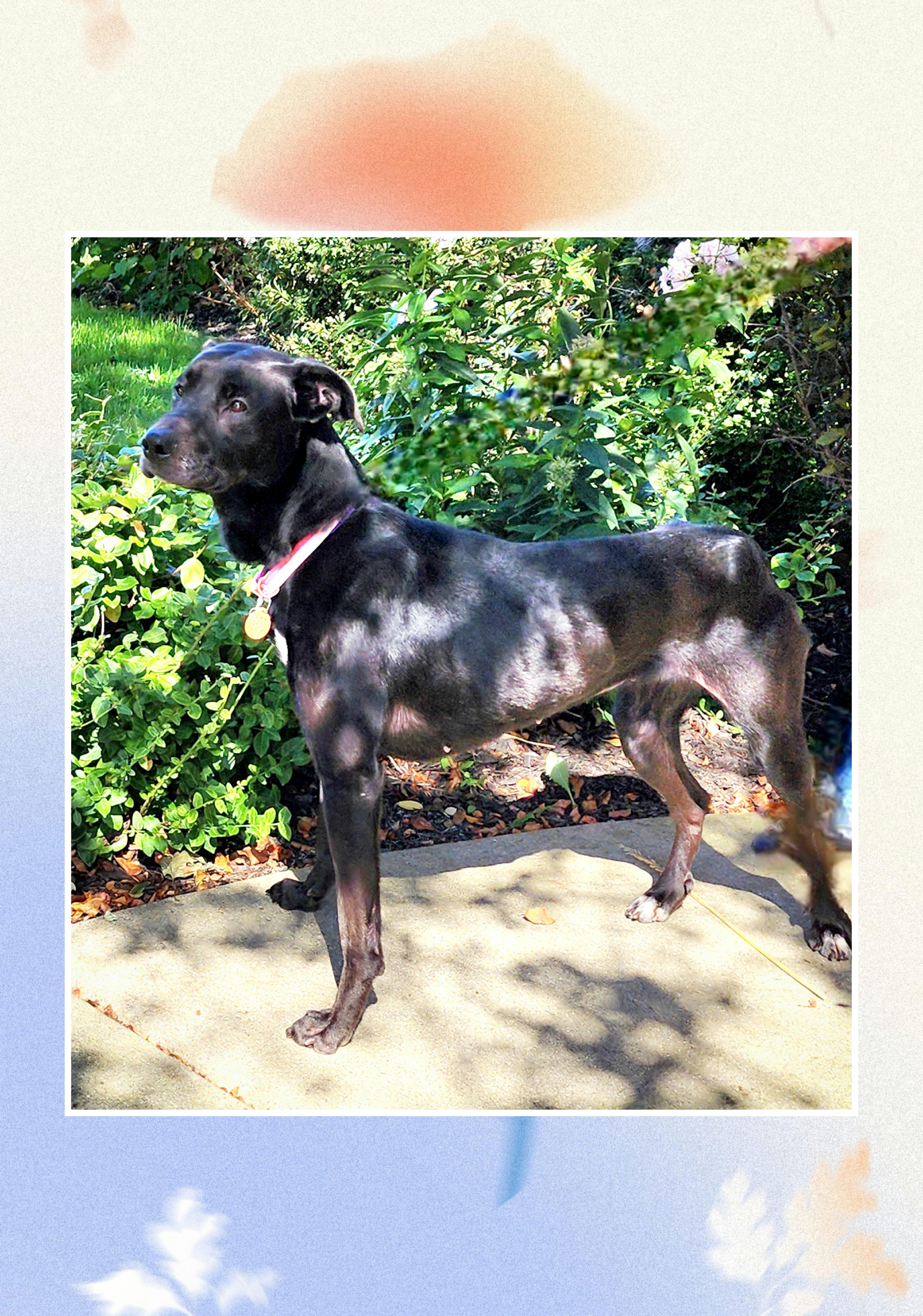 A young large-sized female Great Dane dog named Hannah for adoption in Lake Geneva, WI
