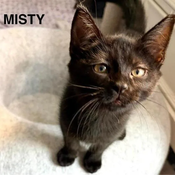 A baby small-sized female Black Domestic Short Hair cat named Misty for adoption in Pasadena , MD
