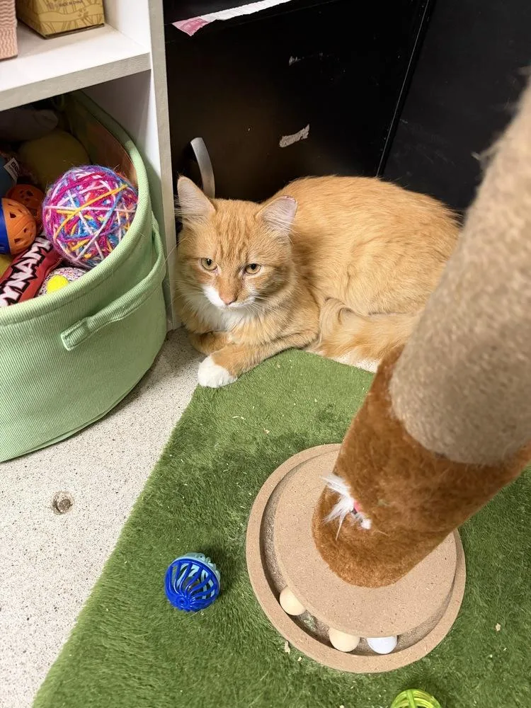 An adult large-sized male Orange & White Domestic Short Hair cat named Orangutan for adoption in East hartford, CT