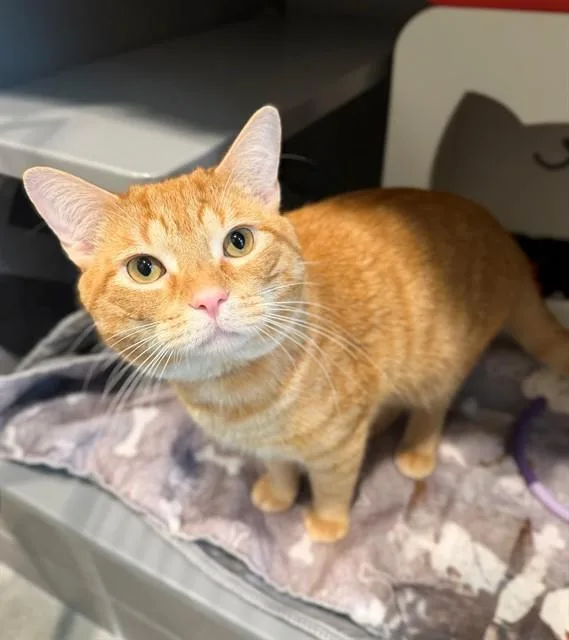A young medium-sized male Domestic Short Hair cat named Cheeto for adoption in Leesburg, VA
