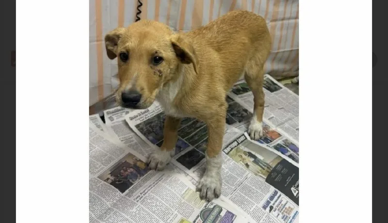 A baby medium-sized male Labrador Retriever dog named Georgie for adoption in Willingboro, NJ