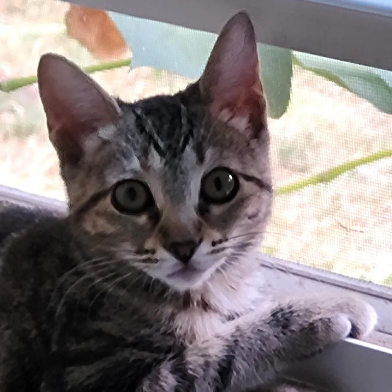 A baby small-sized male Brown / Chocolate Domestic Short Hair cat named Zach for adoption in Bulverde, TX
