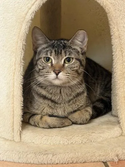 A young small-sized female Domestic Short Hair cat named Bermuda for adoption in North Miami Beach, FL